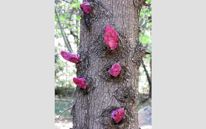 Tree Bandaids | Tree Bandaids made of flower petals, 2009